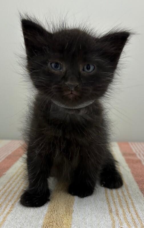 Laffy, Adoptable, Young Female Domestic Long Hair.