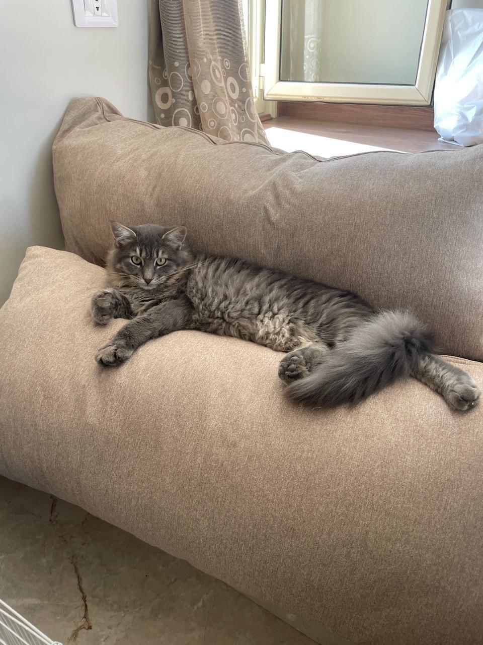 Simba & Nala, an adoptable Siberian, Maine Coon in Brampton, ON, L6P 2E9 | Photo Image 4