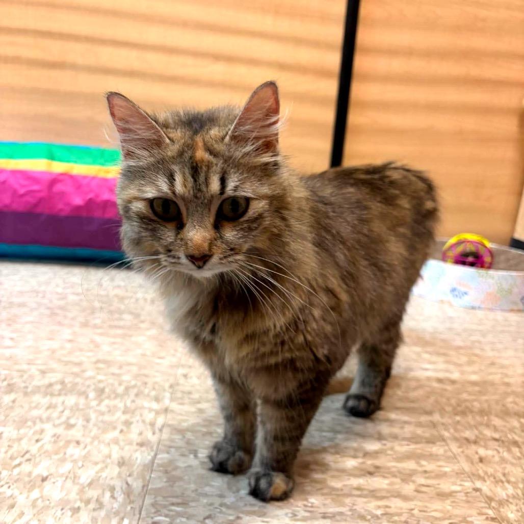 Enlarge Twyla, a Adoptable Domestic Long Hair in Monroe, MI image 1/6