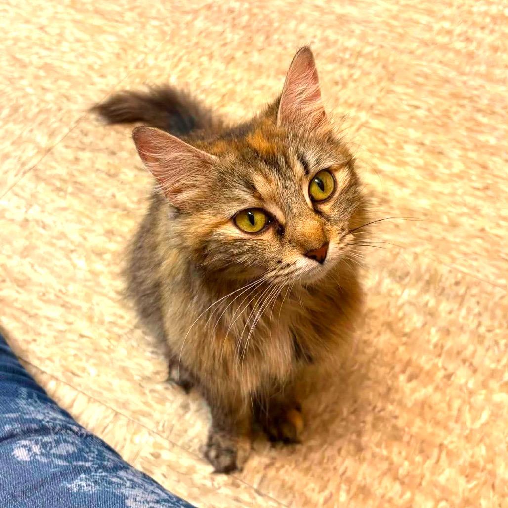 Enlarge Twyla, a Adoptable Domestic Long Hair in Monroe, MI image 2/6