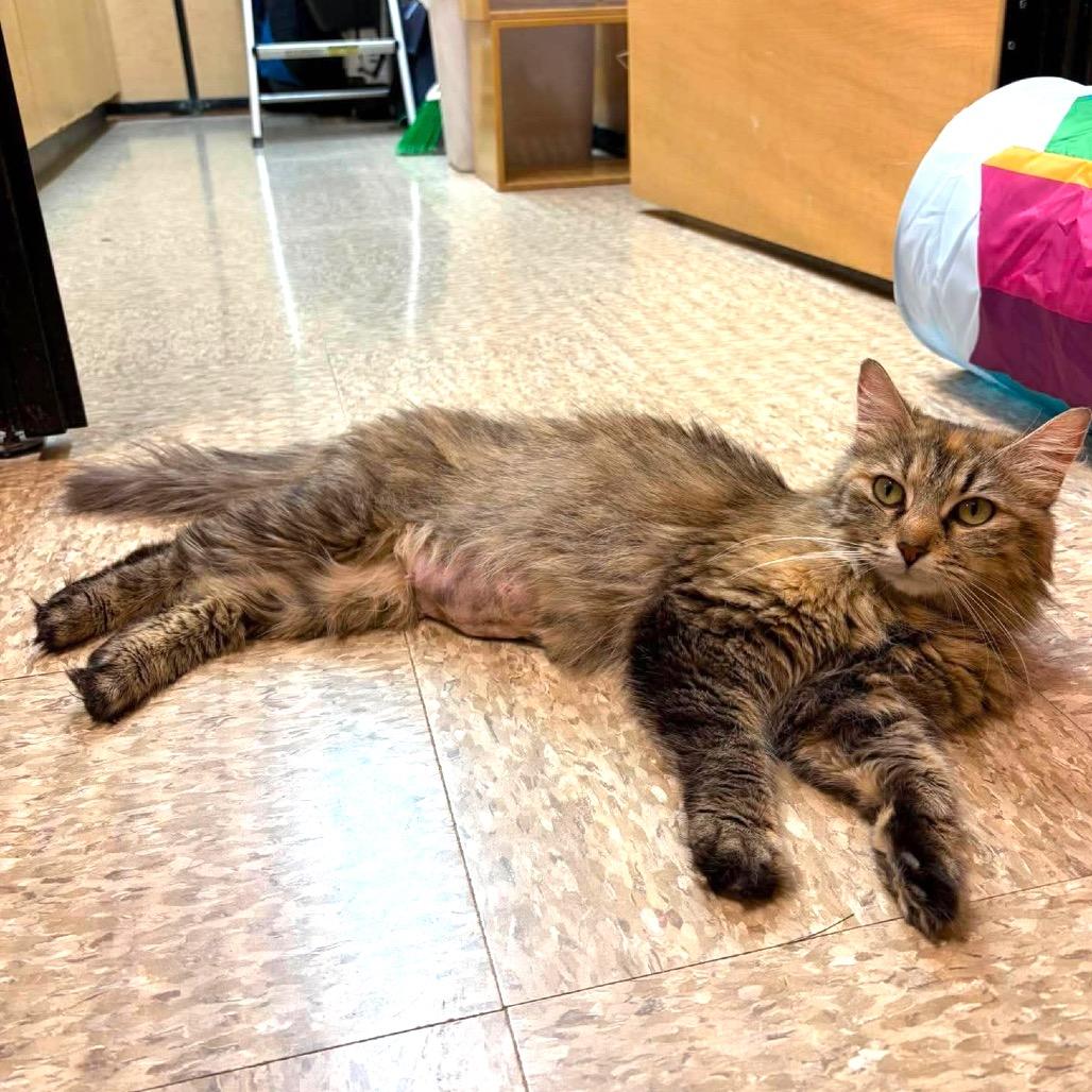 Enlarge Twyla, a Adoptable Domestic Long Hair in Monroe, MI image 3/6
