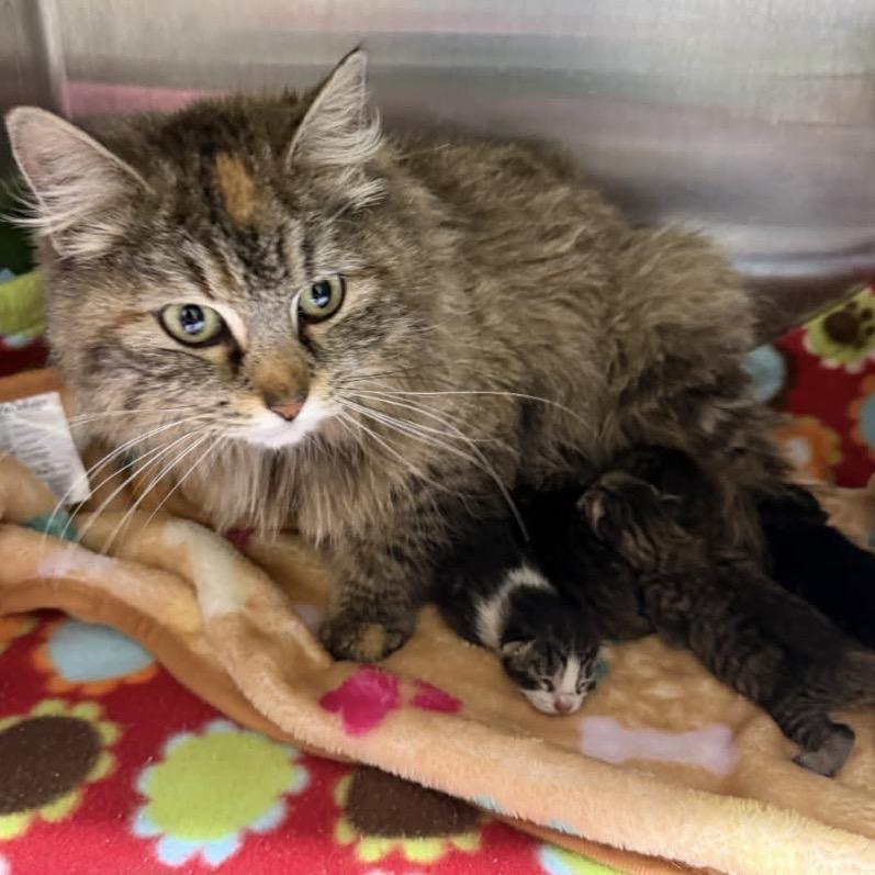 Enlarge Twyla, a Adoptable Domestic Long Hair in Monroe, MI image 5/6