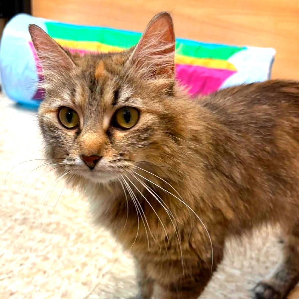 Enlarge Twyla, a Adoptable Domestic Long Hair in Monroe, MI image 6/6