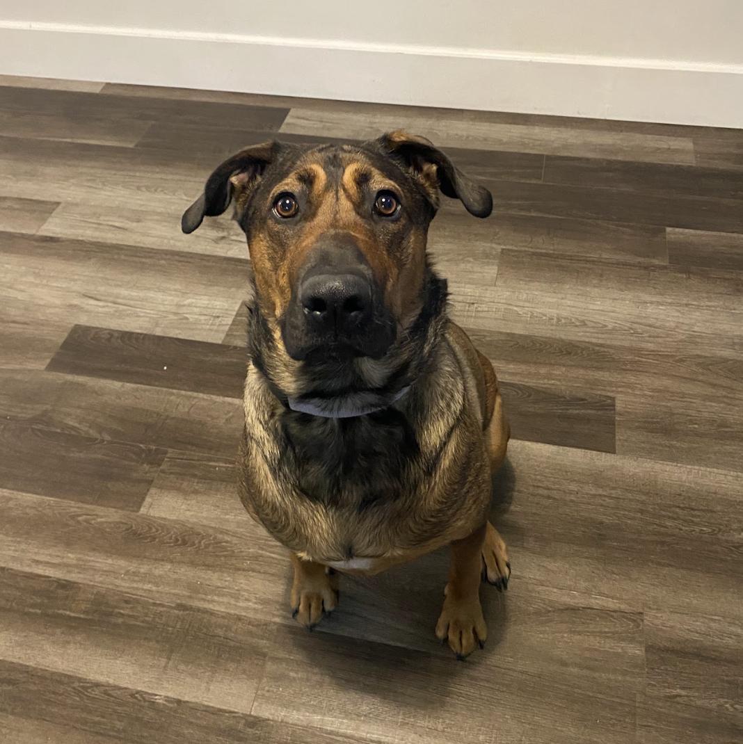 Daisy, Adoptable, Adult Female Belgian Shepherd / Malinois & Cane Corso.