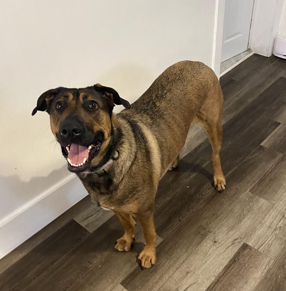 Daisy, a Adoptable mixed breed in Mont-Royal, QC image 2/4