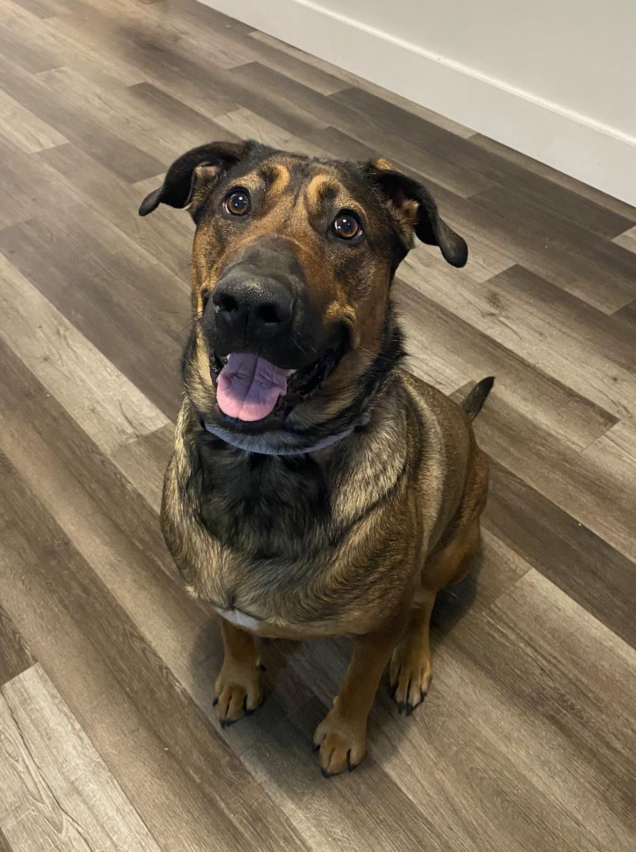 Daisy, a Adoptable mixed breed in Mont-Royal, QC image 3/4