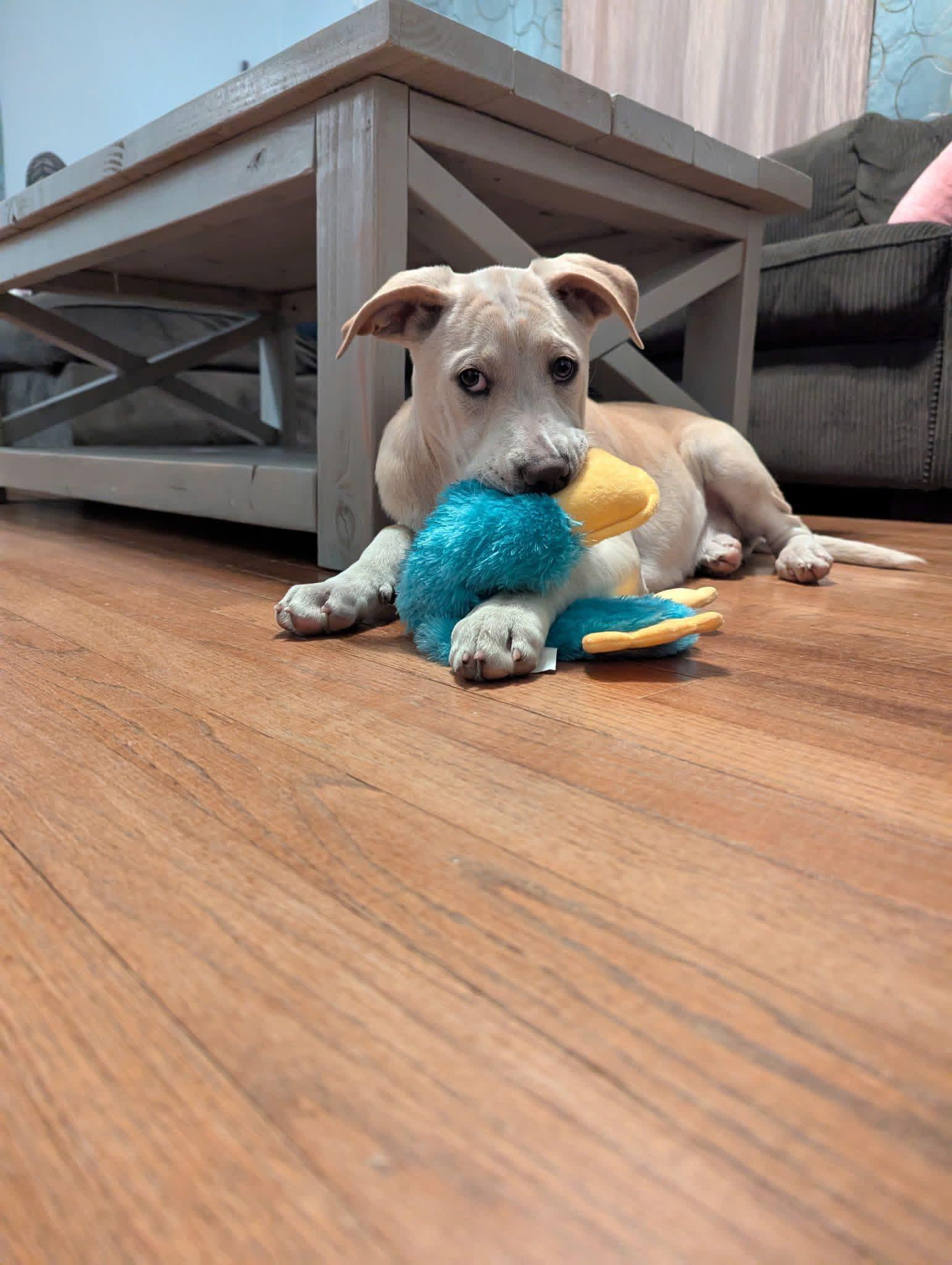 Enlarge Cookie, a Adoptable mixed breed in Succasunna, NJ image 5/6