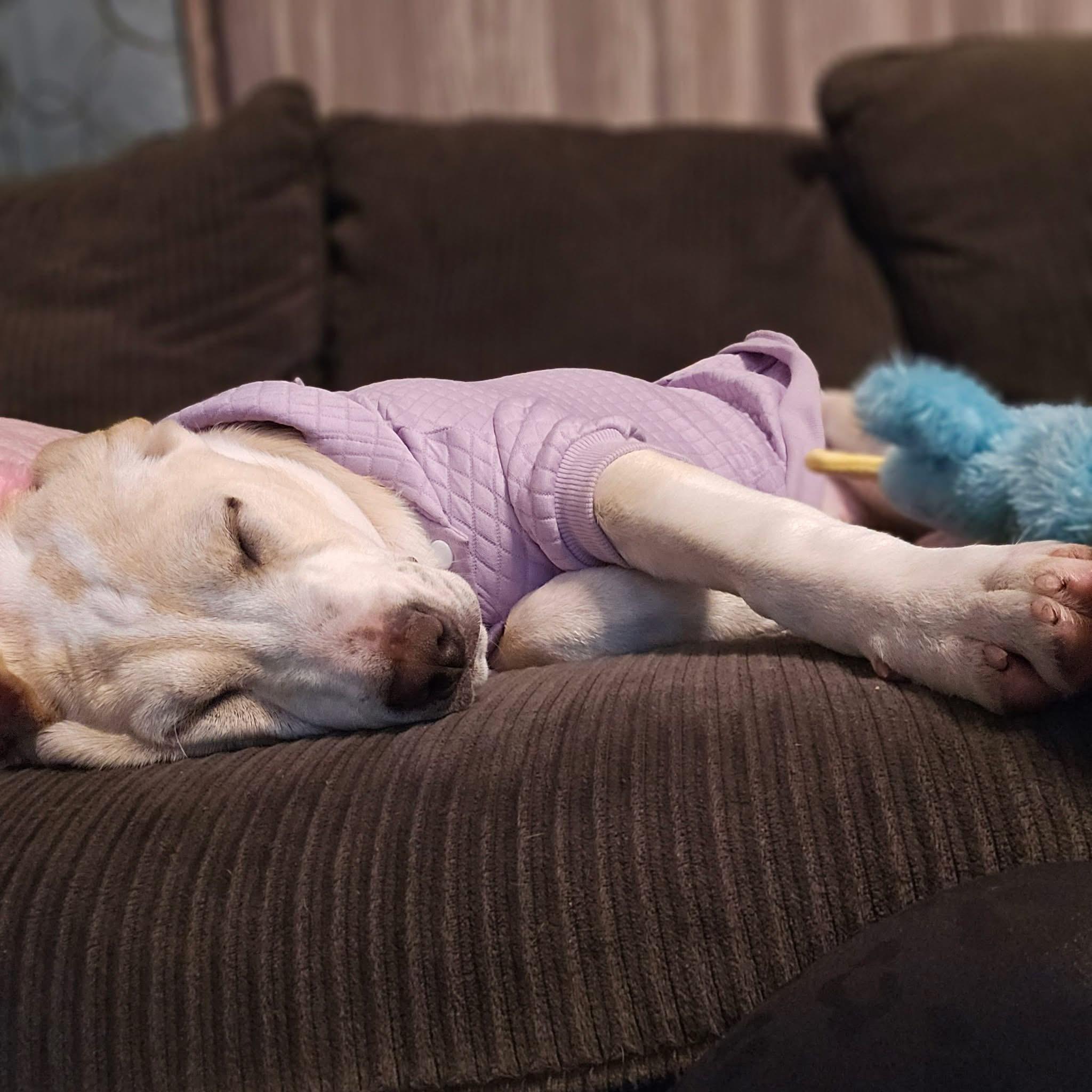 Enlarge Cookie, a Adoptable mixed breed in Succasunna, NJ image 4/6