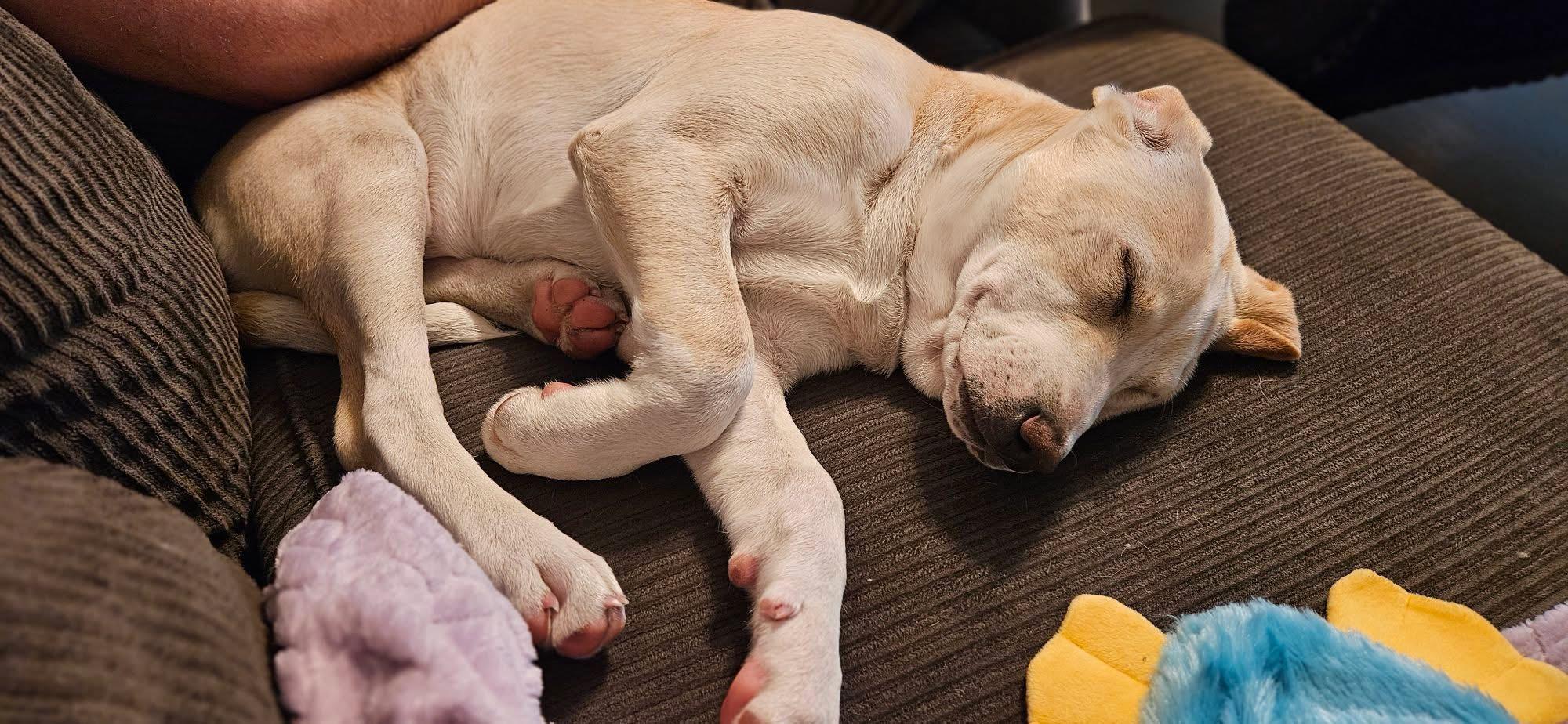 Enlarge Cookie, a Adoptable mixed breed in Succasunna, NJ image 3/6