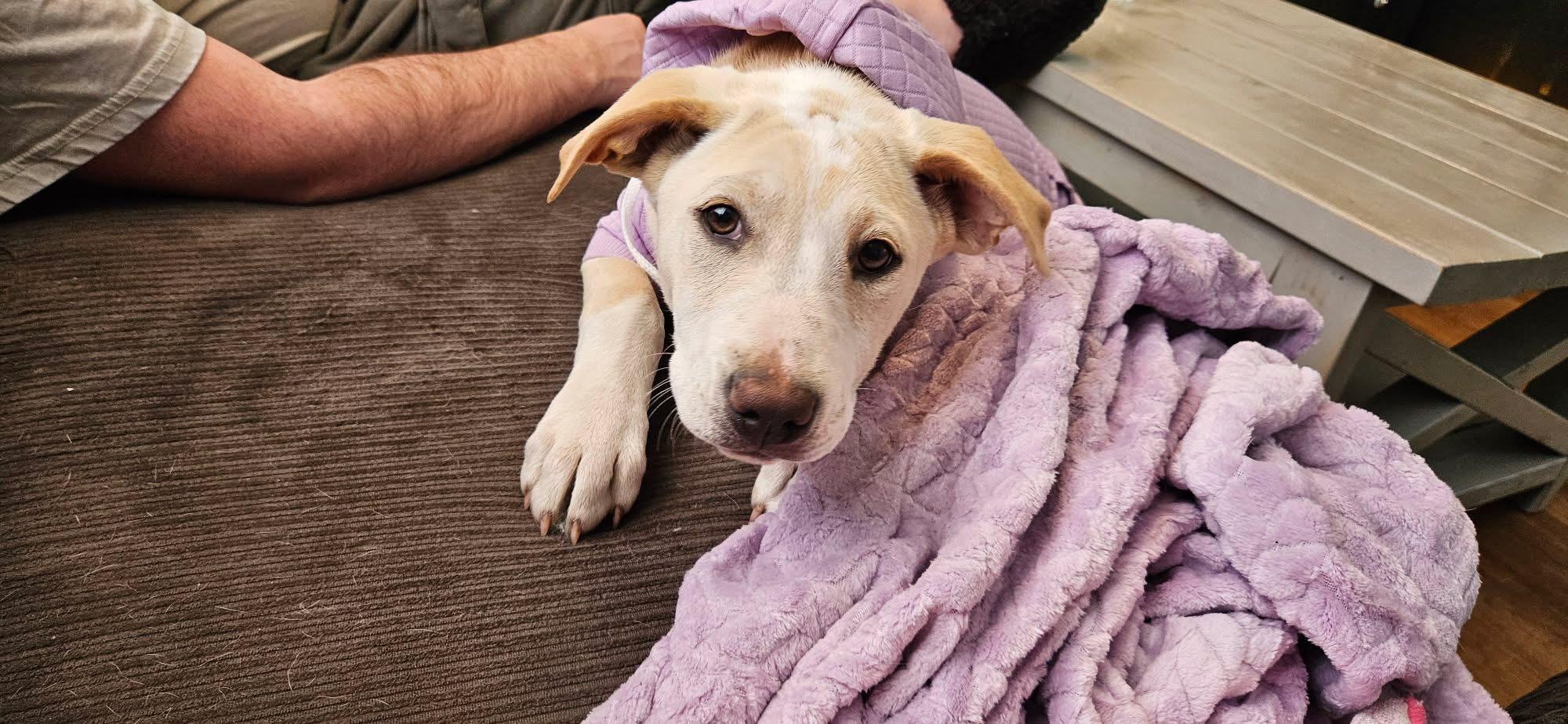 Enlarge Cookie, a Adoptable mixed breed in Succasunna, NJ image 6/6