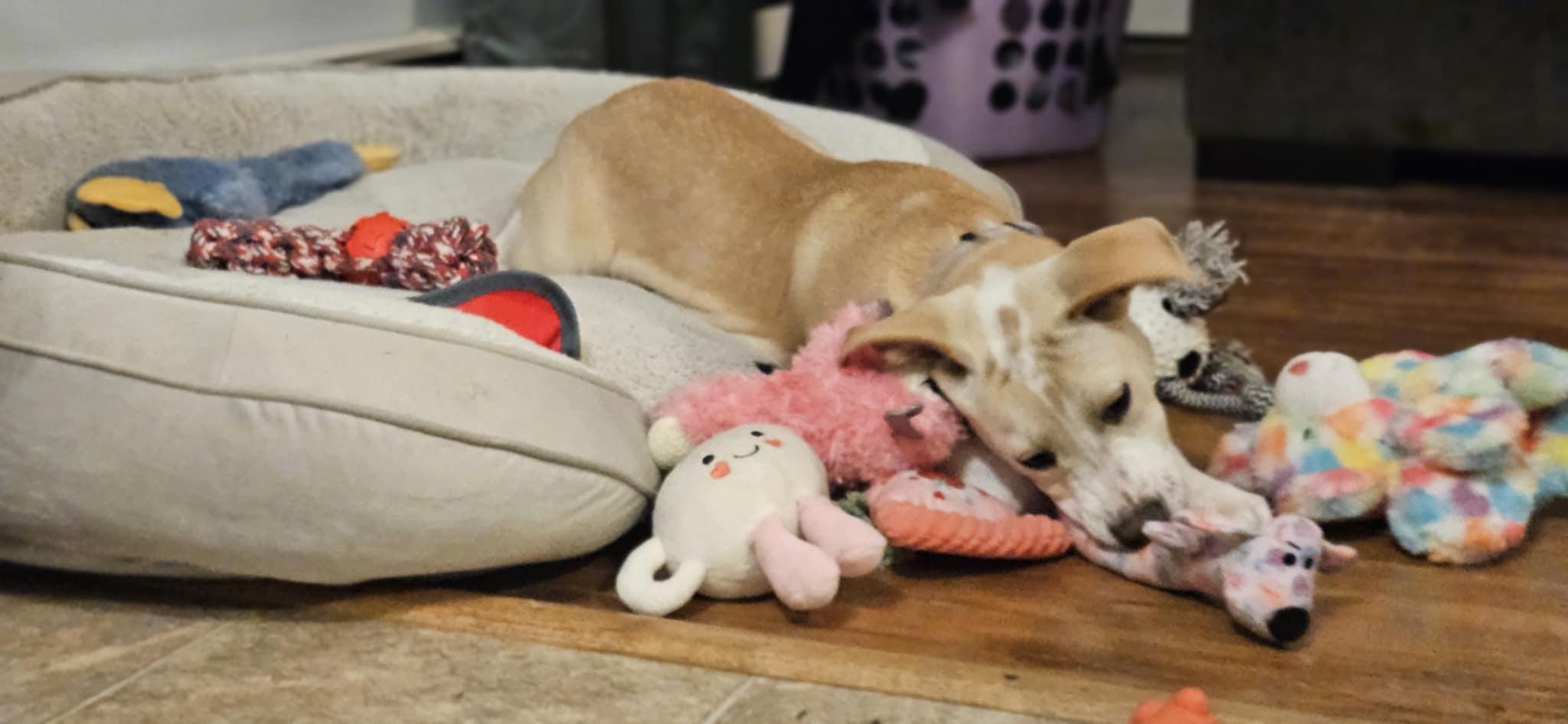 Enlarge Cookie, a Adoptable mixed breed in Succasunna, NJ image 2/6