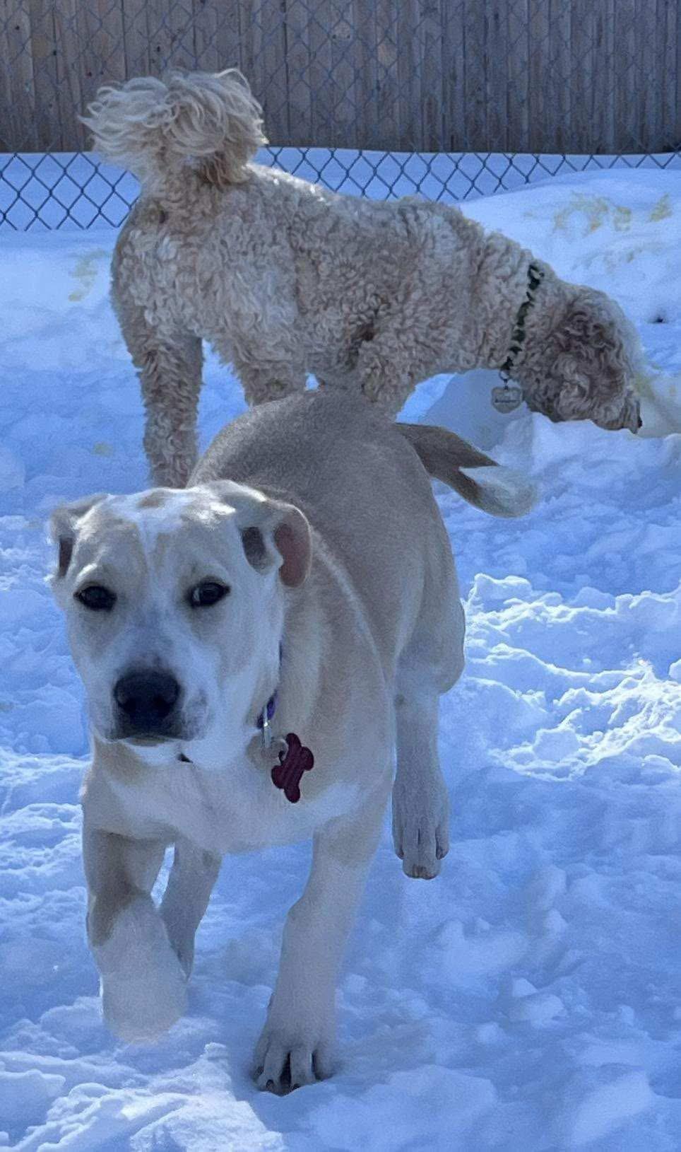 Cookie, Adoptable, Puppy Female Rhodesian Ridgeback.