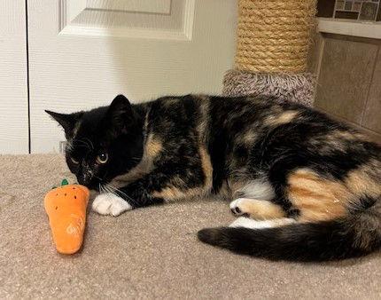 Butterscotch, Adopted, Kitten Female Calico & Domestic Short Hair.