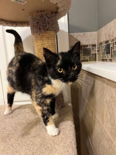 Enlarge Butterscotch, a Adopted mixed breed in Ringwood, NJ image 2/3