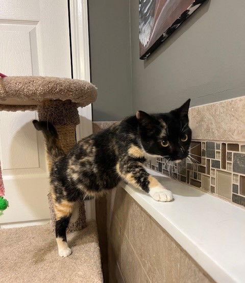 Enlarge Butterscotch, a Adopted mixed breed in Ringwood, NJ image 3/3