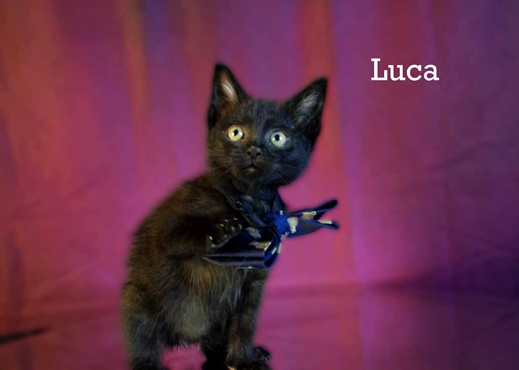Enlarge Luca, an adopted Domestic Short Hair in York, NE image 3/4