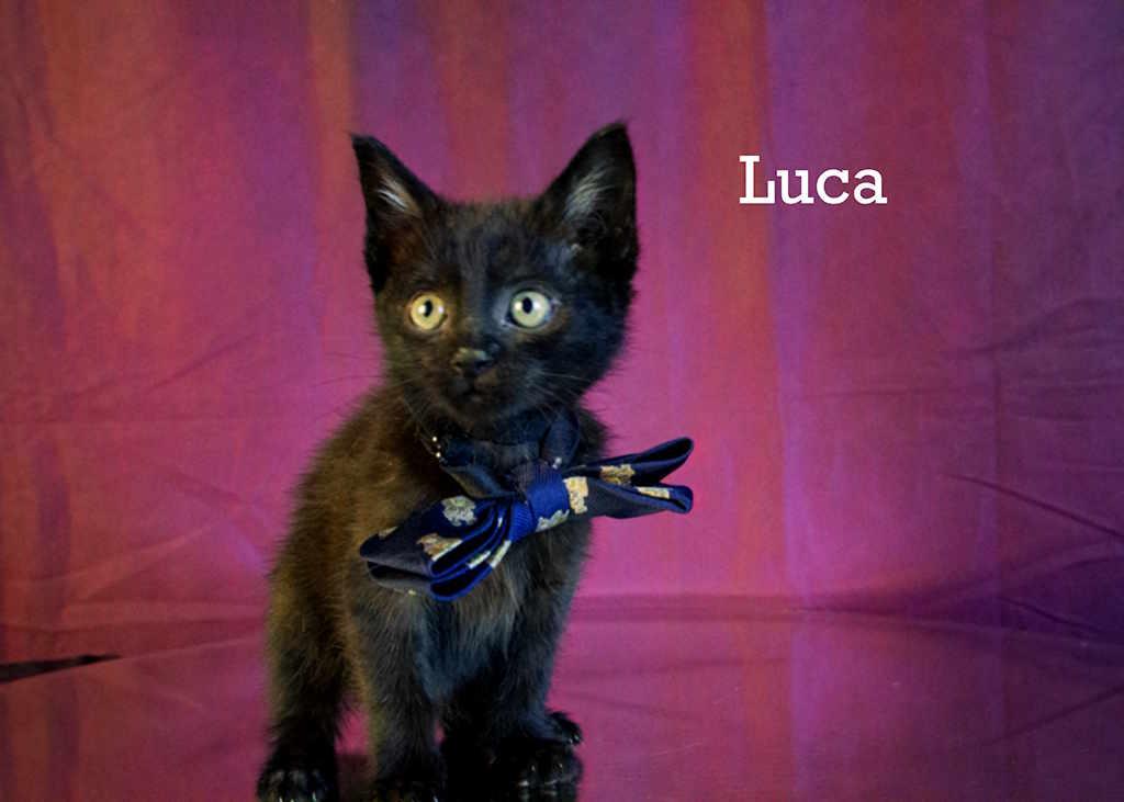 Enlarge Luca, an adopted Domestic Short Hair in York, NE image 2/4