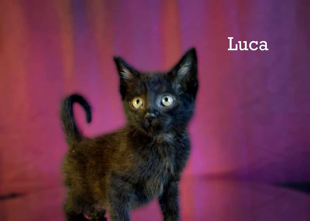 Enlarge Luca, an adopted Domestic Short Hair in York, NE image 1/4