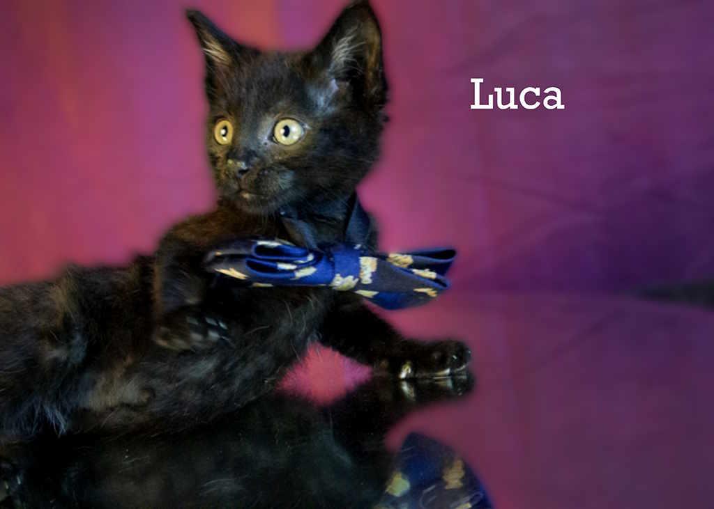 Enlarge Luca, an adopted Domestic Short Hair in York, NE image 4/4