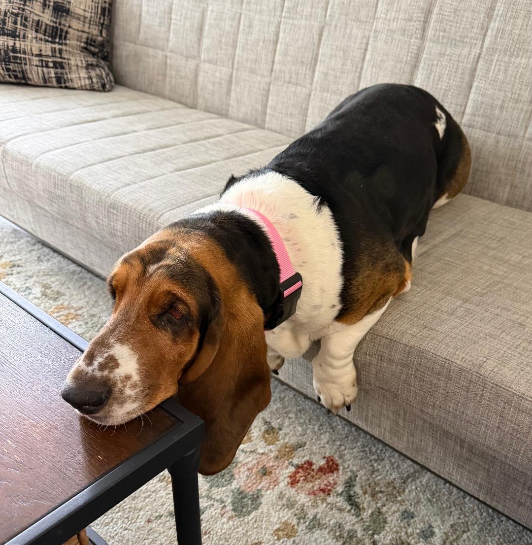 Enlarge Peach, a ADOPTABLE Basset Hound in Auburndale, FL image 3/3