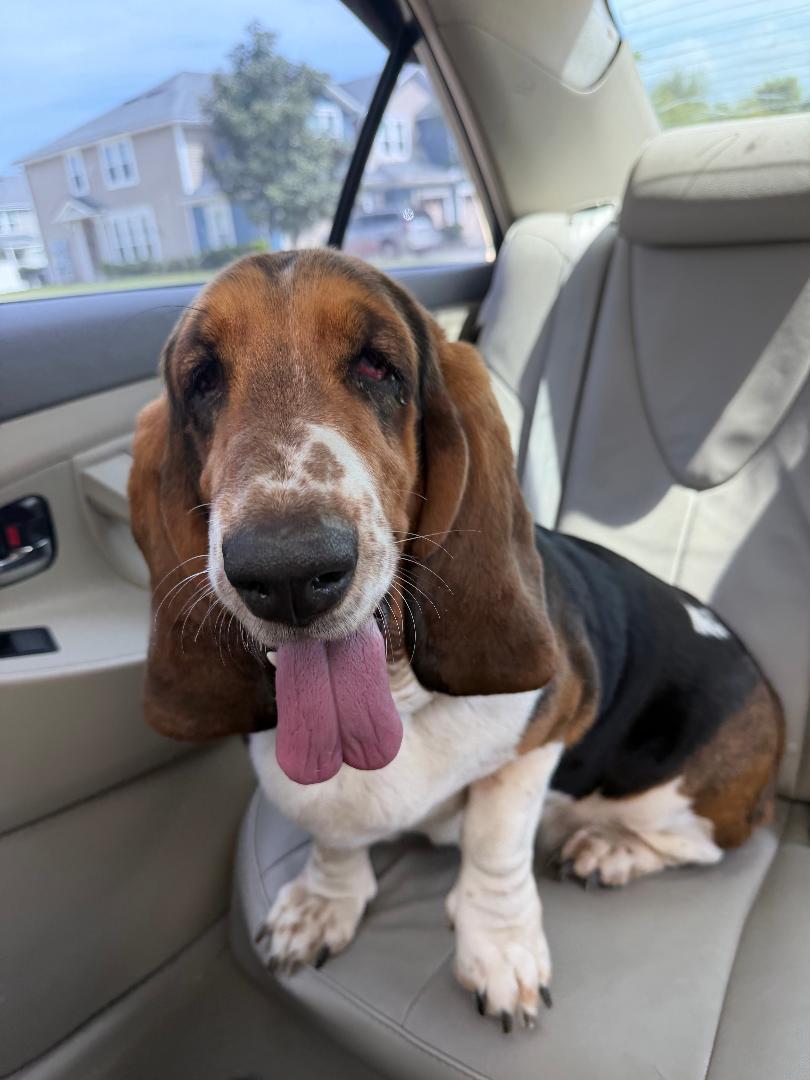 Peach, ADOPTABLE, Adult Female Basset Hound.