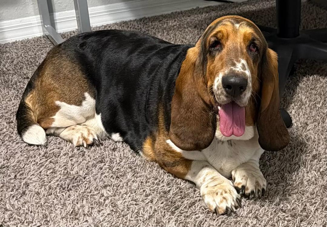 Enlarge Peach, a ADOPTABLE Basset Hound in Auburndale, FL image 2/3