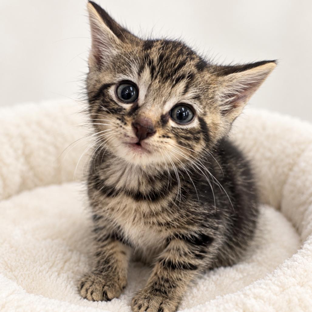 Rocco, Adoptable, Kitten Male Domestic Short Hair.