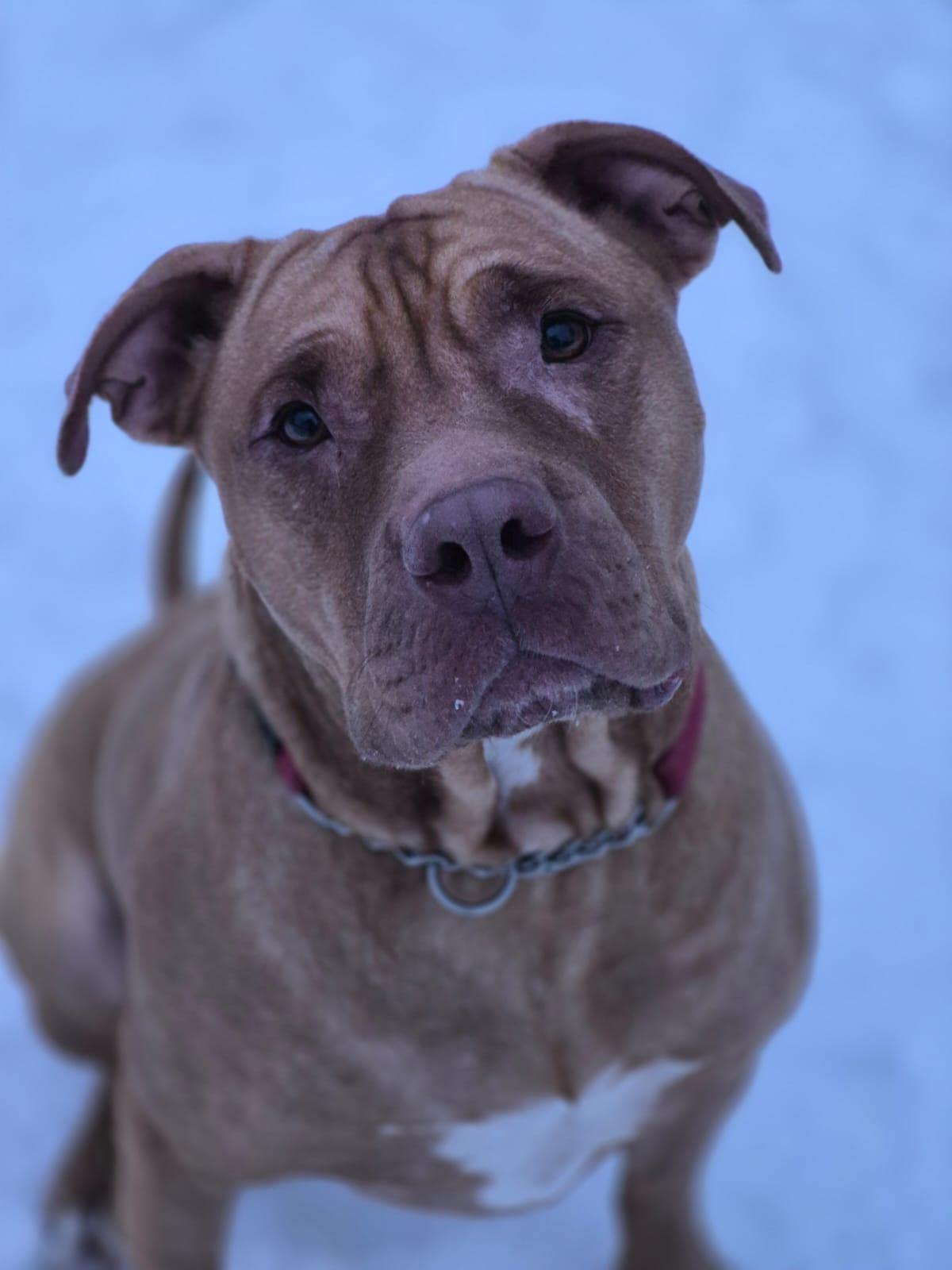 Enlarge Joey, a ADOPTABLE Mixed Breed in Collingwood, ON image 4/4