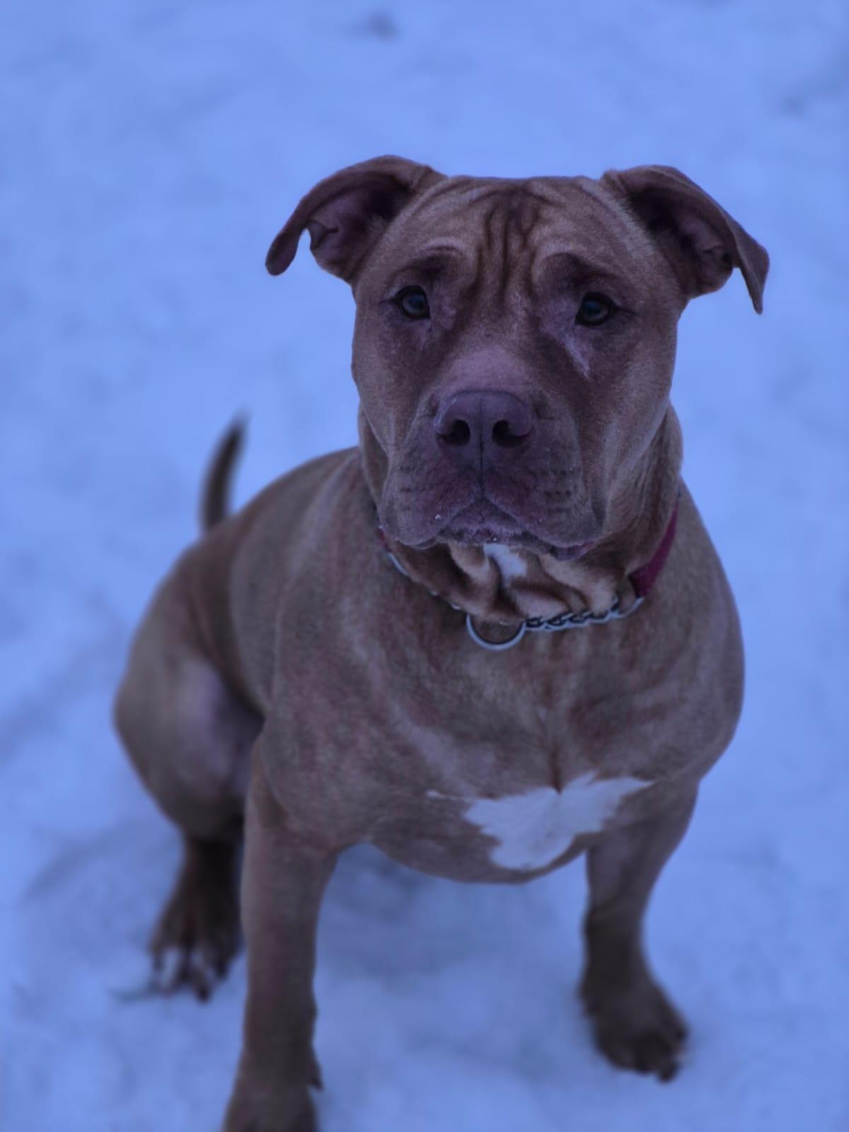 Enlarge Joey, a ADOPTABLE Mixed Breed in Collingwood, ON image 1/4