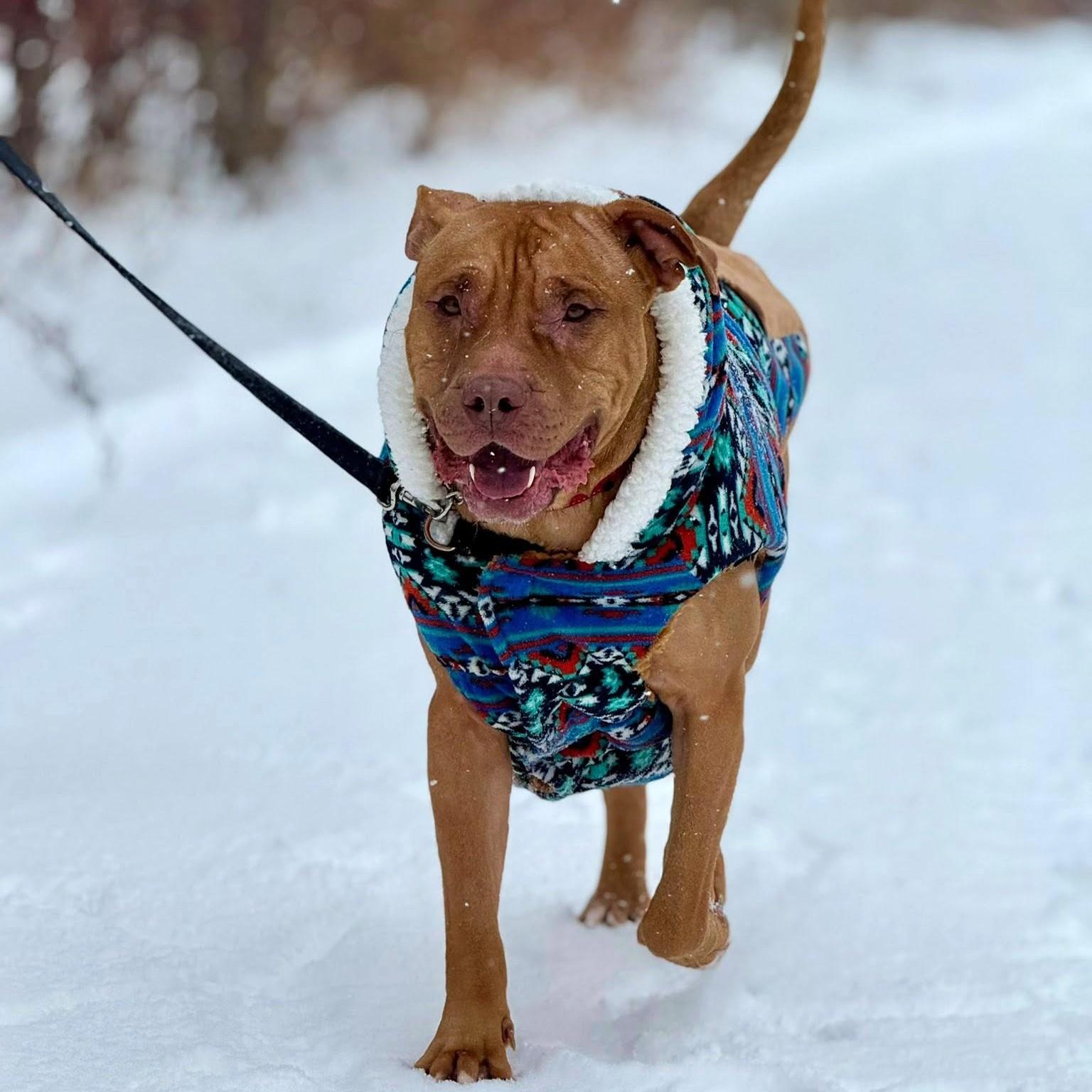 Enlarge Joey, a ADOPTABLE Mixed Breed in Collingwood, ON image 3/4