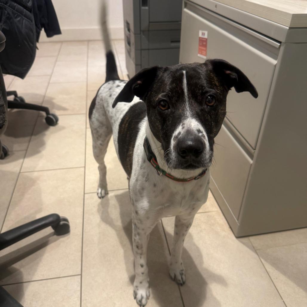 Ollie, Adoptable, Senior Male Hound.