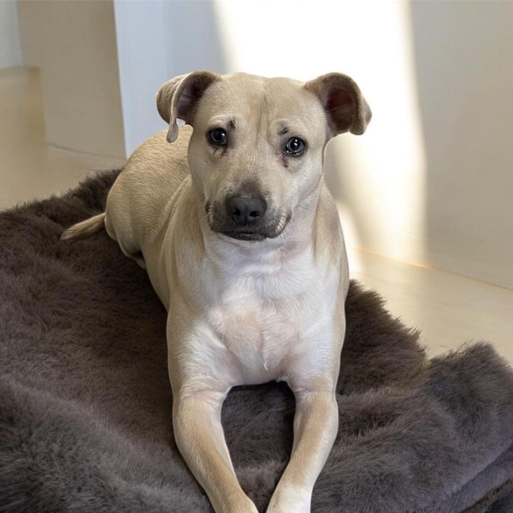 Enlarge FOGGY, a Adoptable mixed breed in Graham, WA image 1/6