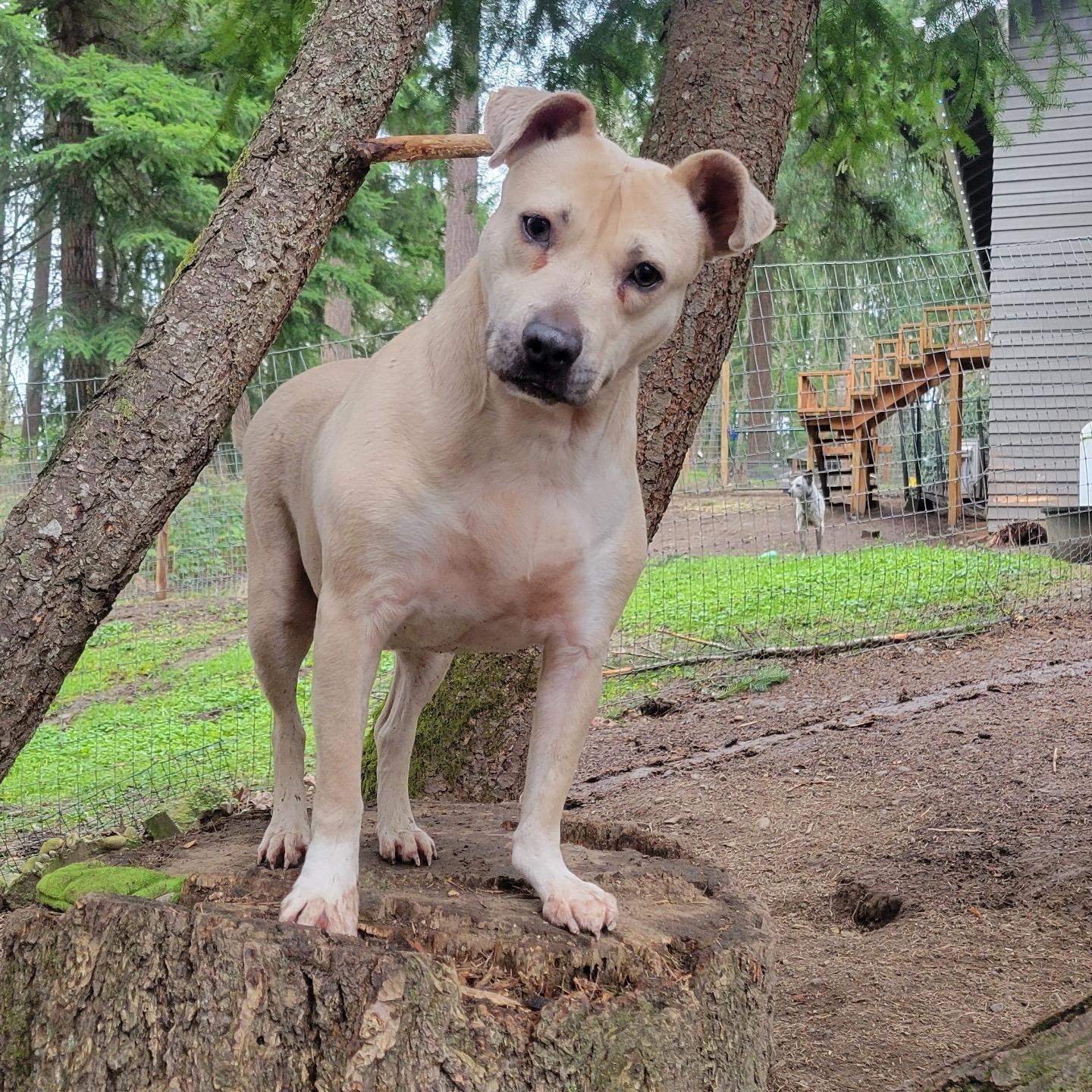 FOGGY, Adoptable, Adult Female Labrador Retriever & Shar-Pei.