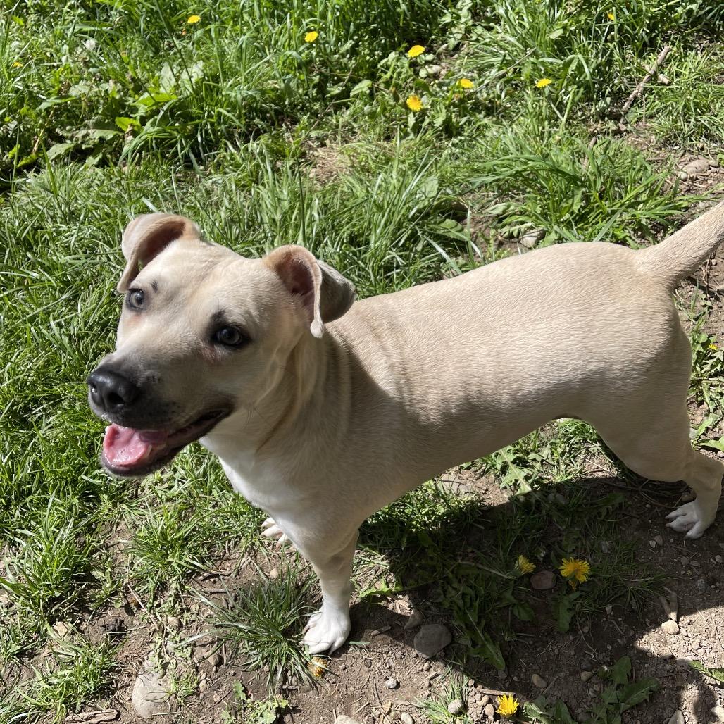 FOGGY (I’m sponsored. Reduced adoption fee), Adoptable, Adult Female Labrador Retriever & Shar-Pei.