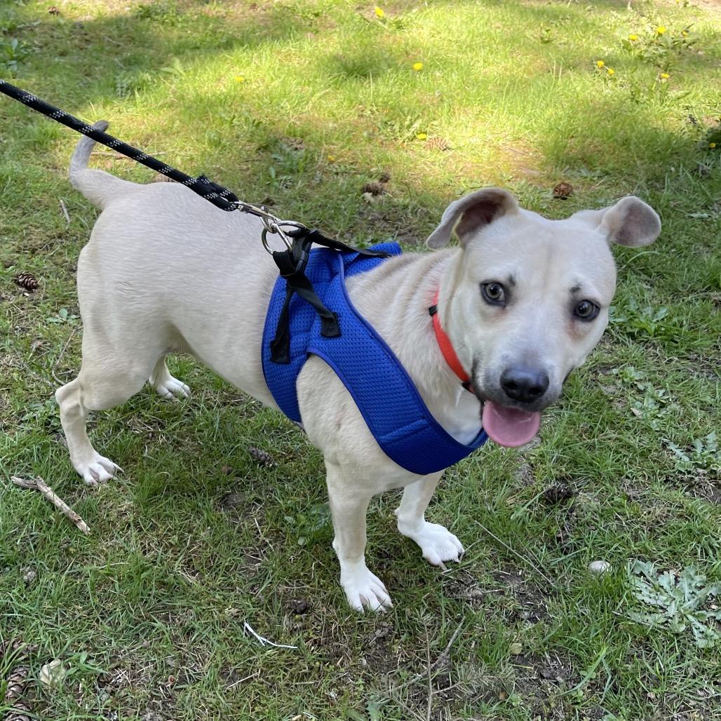 FOGGY (I’m sponsored. Reduced adoption fee), a Adoptable mixed breed in Graham, WA image 5/6