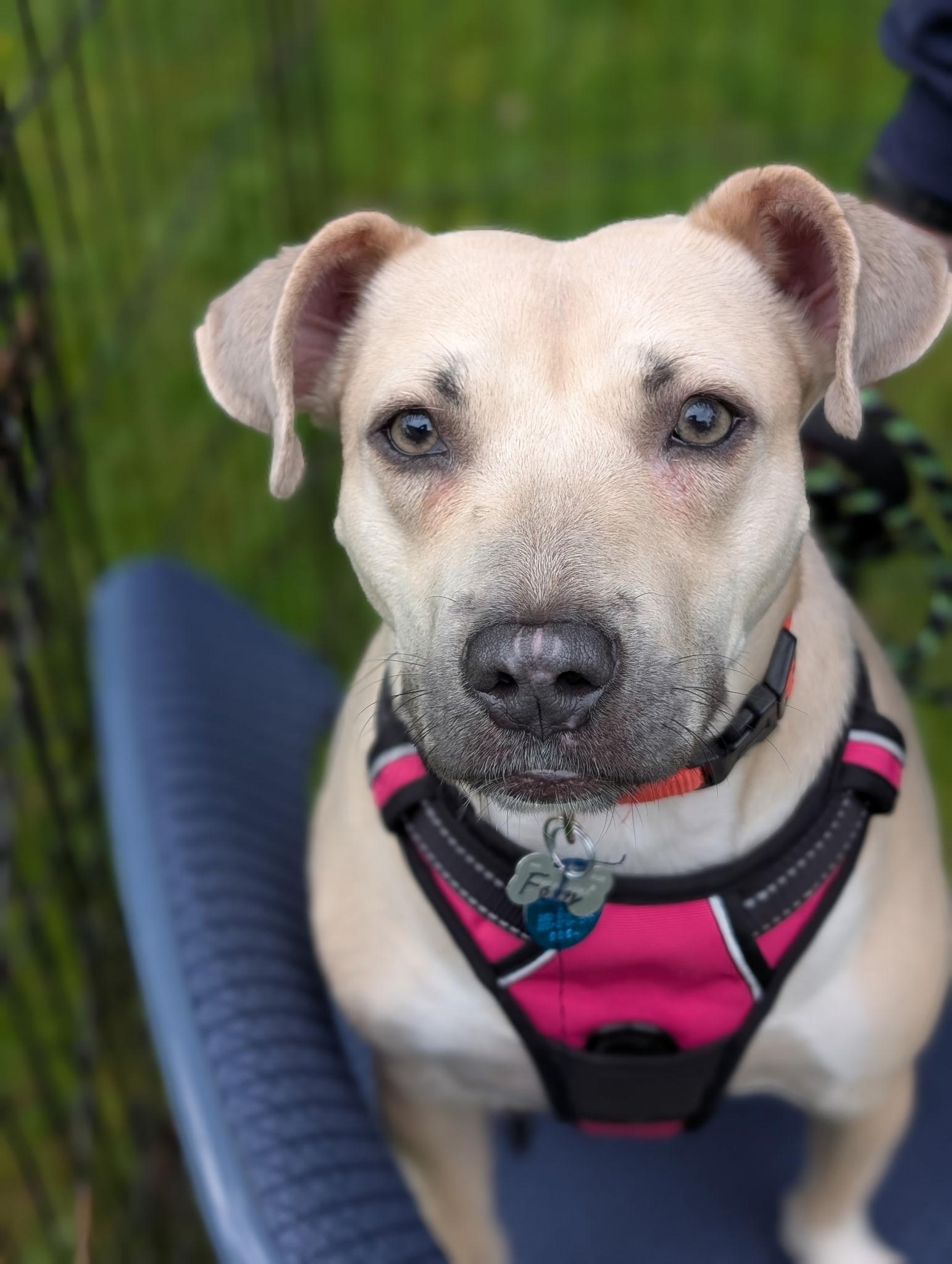 FOGGY (I’m sponsored. Reduced adoption fee), a Adoptable mixed breed in Graham, WA image 2/6