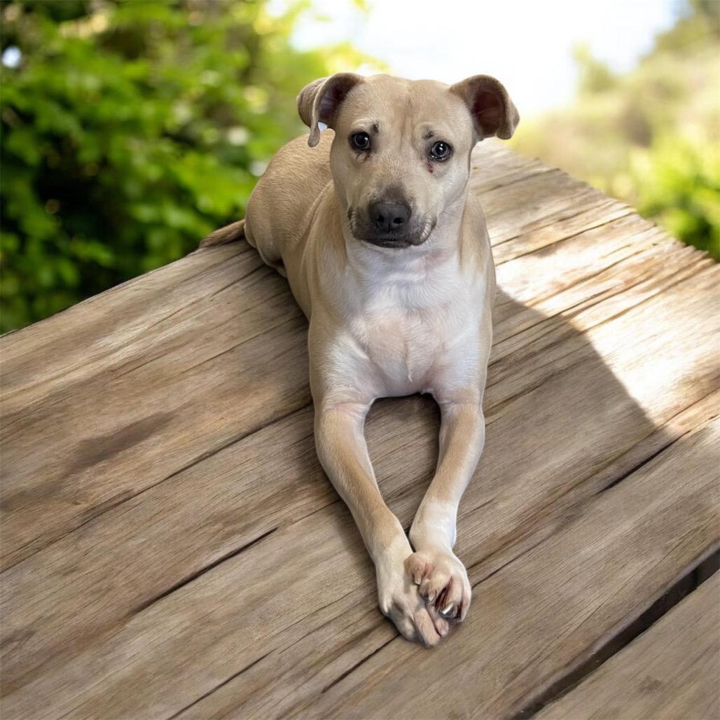 Enlarge FOGGY, a Adoptable mixed breed in Graham, WA image 3/6