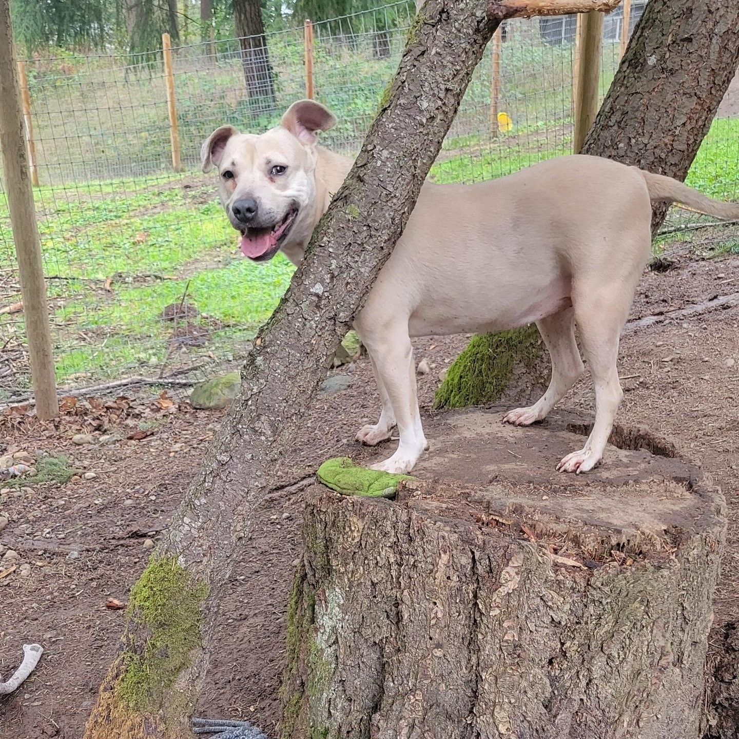 Enlarge FOGGY, a Adoptable mixed breed in Graham, WA image 6/6