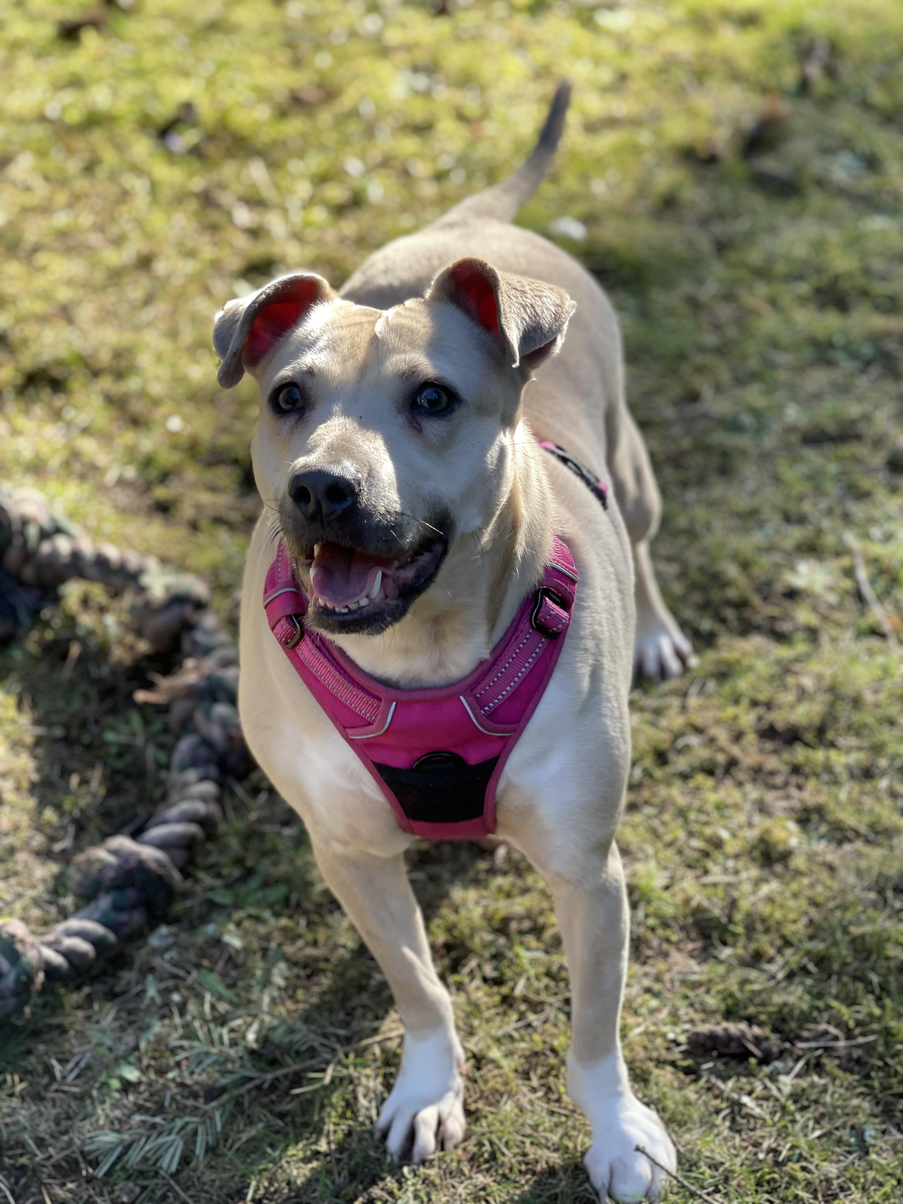 FOGGY, Adoptable, Adult Female Labrador Retriever & Shar-Pei.
