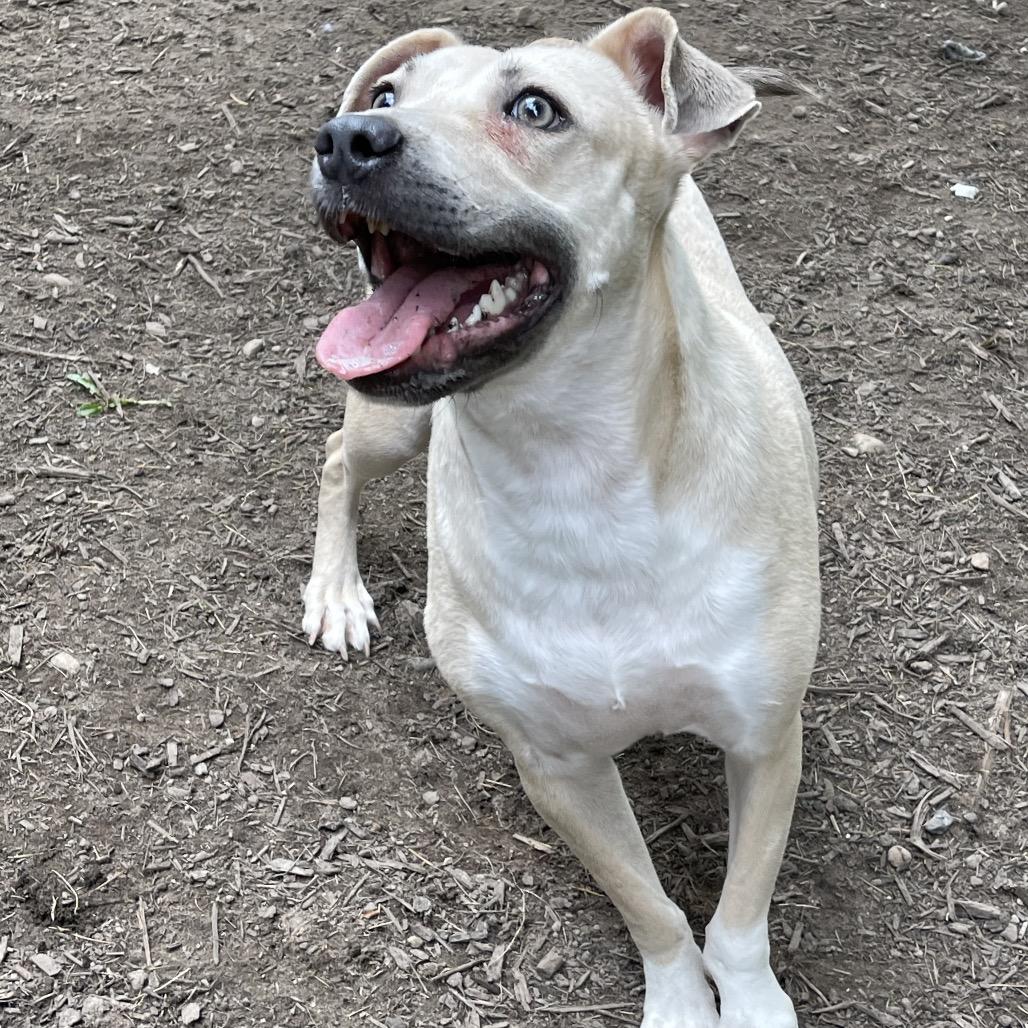 FOGGY (I’m sponsored. Reduced adoption fee), a Adoptable mixed breed in Graham, WA image 6/6