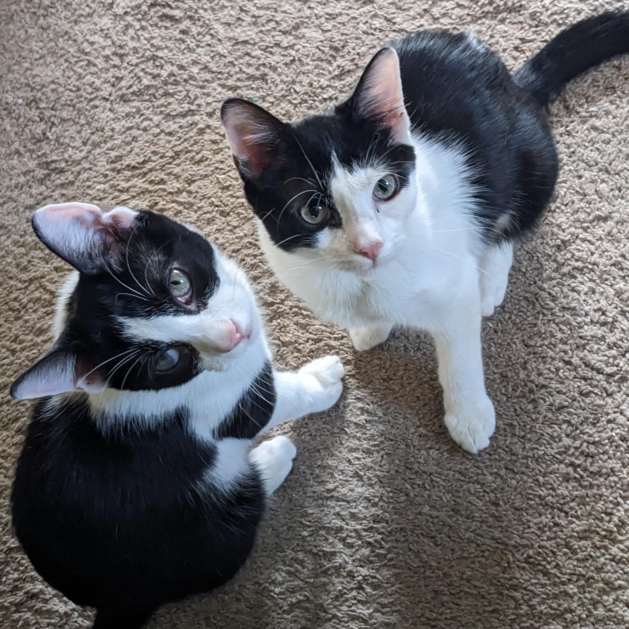 Milli & Vanilli, Adopted, Kitten Male Tuxedo & Domestic Short Hair.