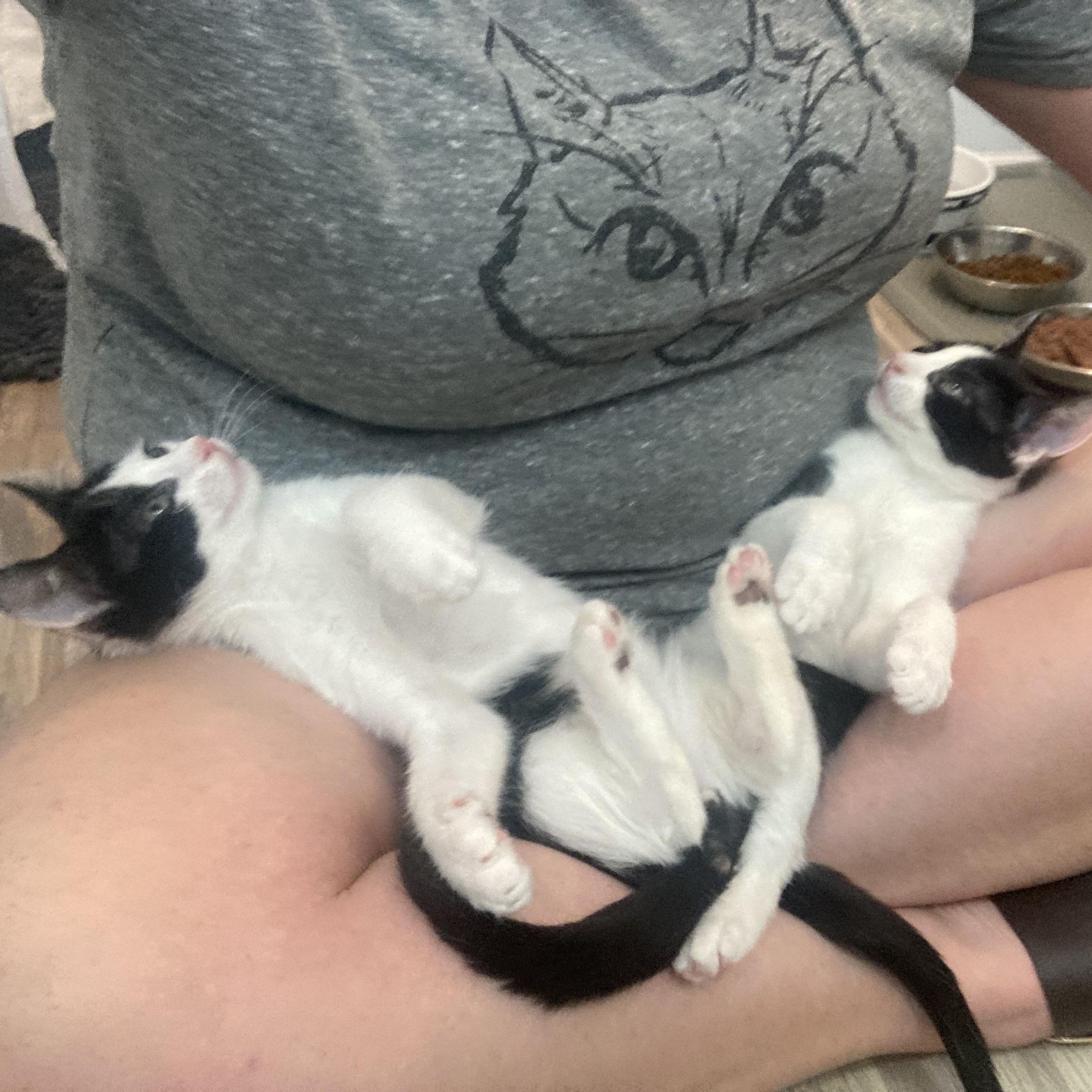 Milli & Vanilli, a Adoptable mixed breed in Hyattsville, MD image 3/6
