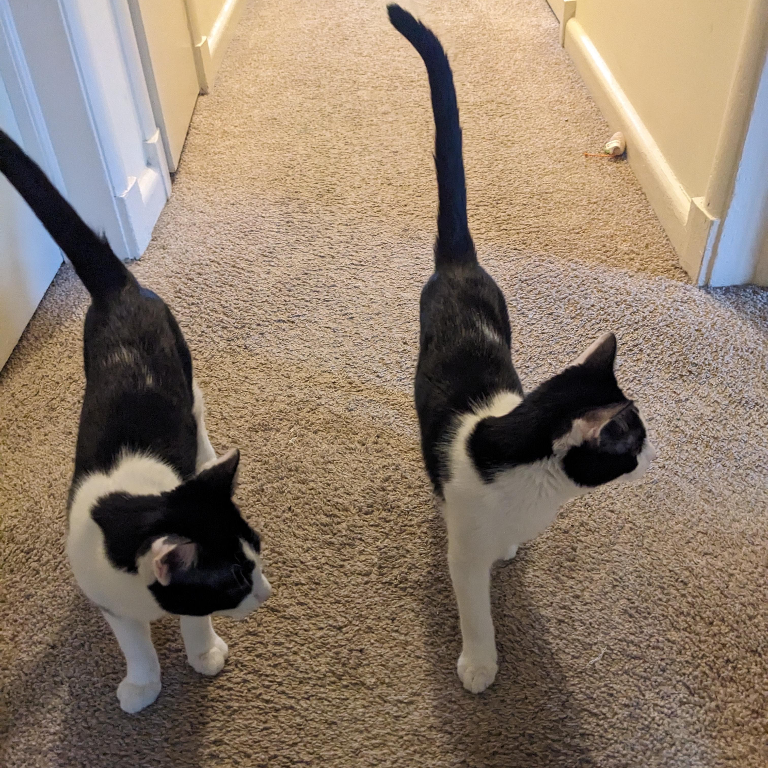 Enlarge Milli & Vanilli, a Adopted mixed breed in Hyattsville, MD image 6/6