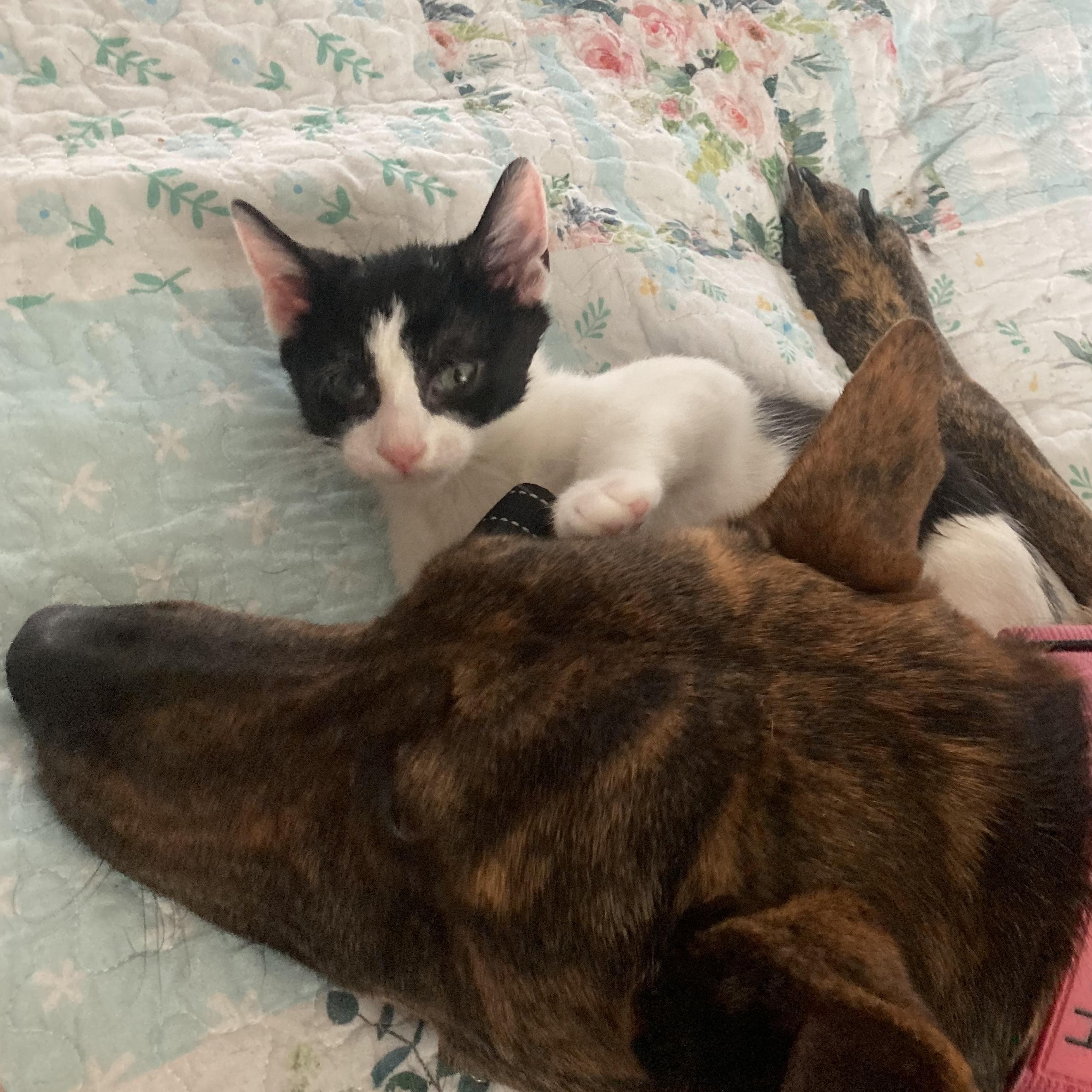 Milli & Vanilli, a Adoptable mixed breed in Hyattsville, MD image 5/6