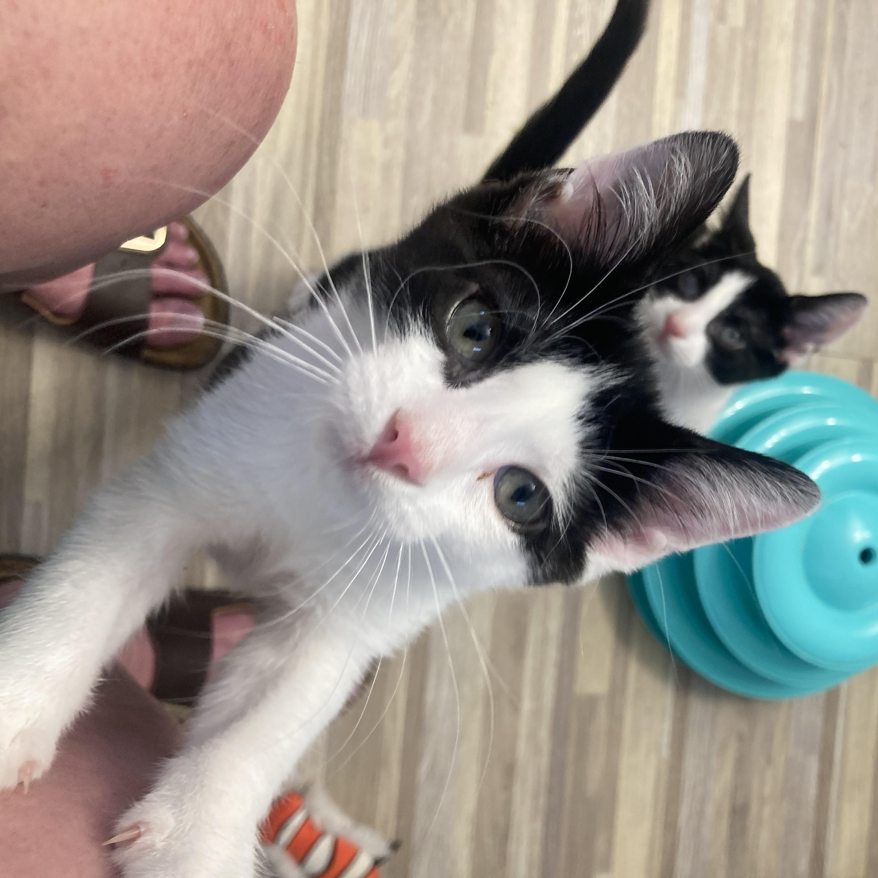 Milli & Vanilli, a Adoptable mixed breed in Hyattsville, MD image 4/6
