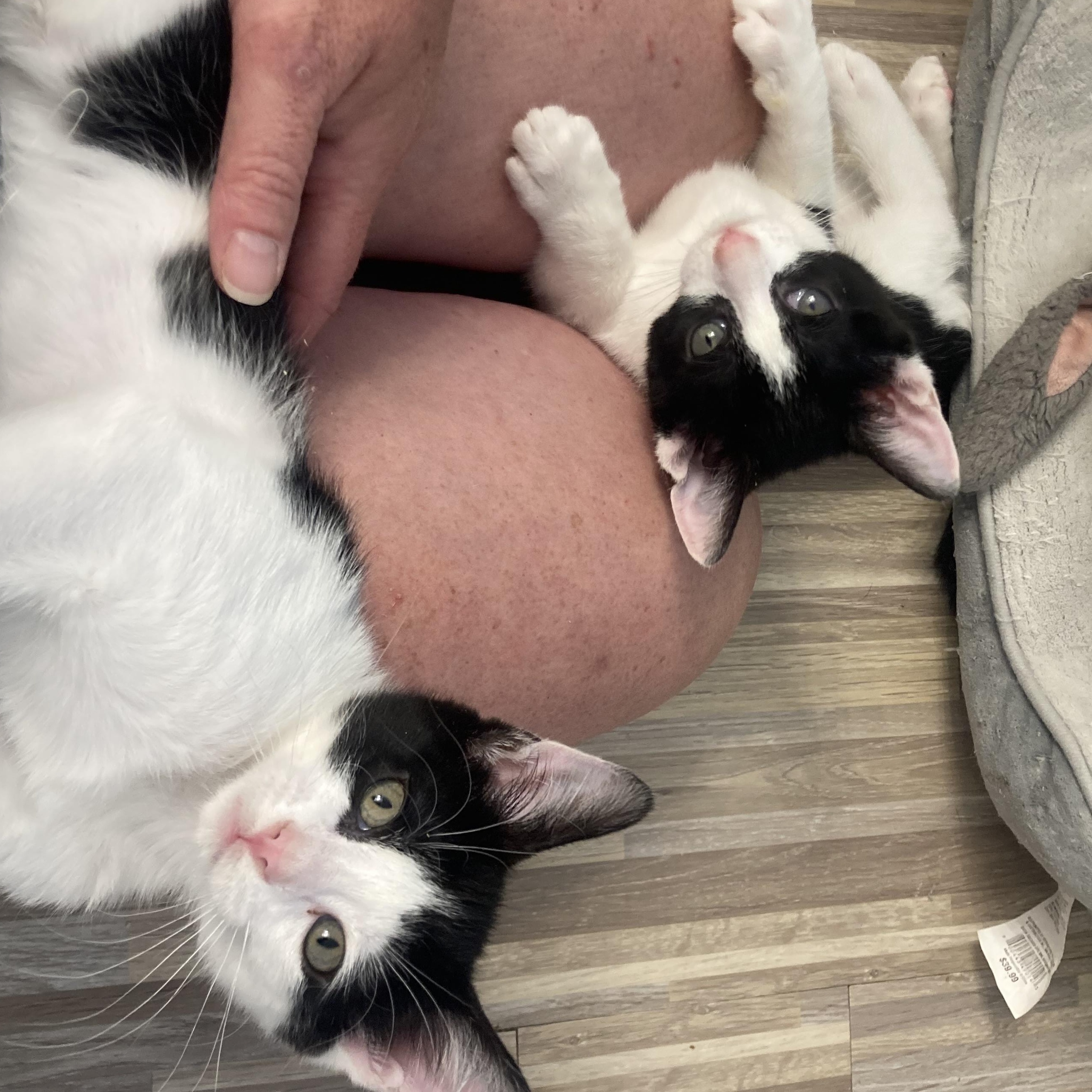 Milli & Vanilli, Adoptable, Kitten Male Tuxedo & Domestic Short Hair.