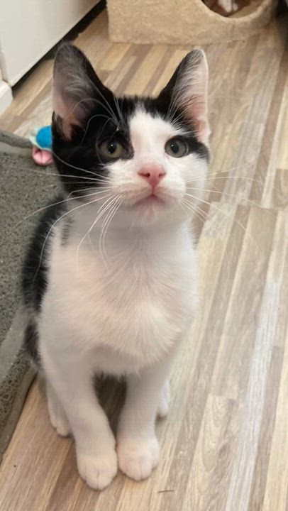 Enlarge Milli & Vanilli, a Adoptable mixed breed in Hyattsville, MD video 2/6