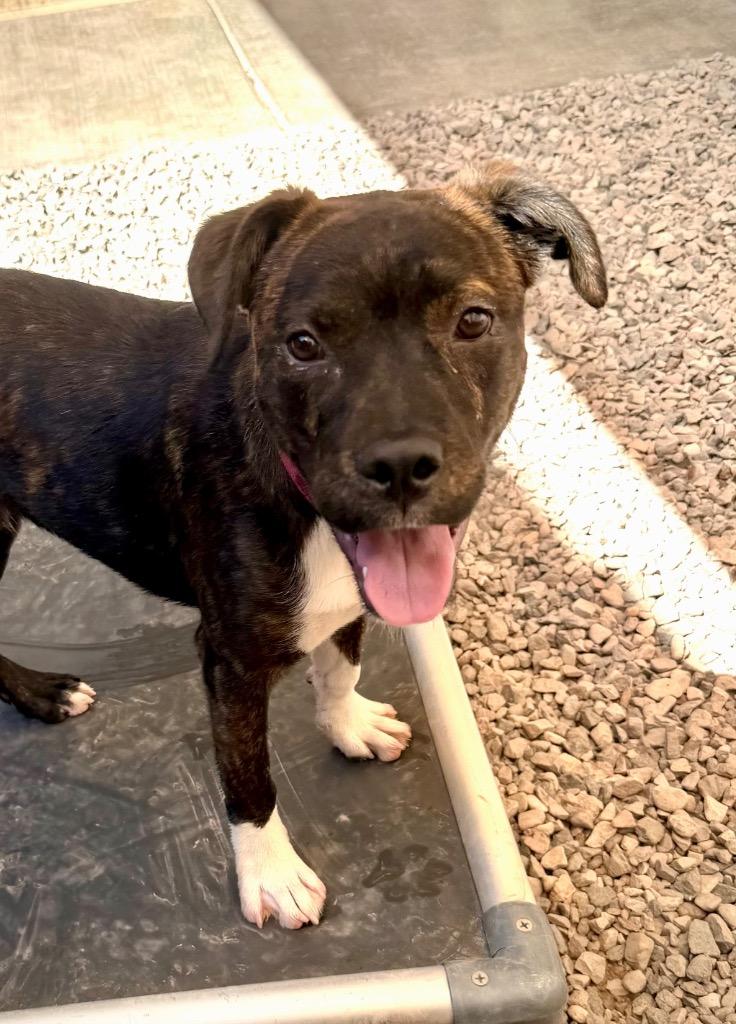 Astro, a Adoptable mixed breed in Cottonwood, AZ image 1/3