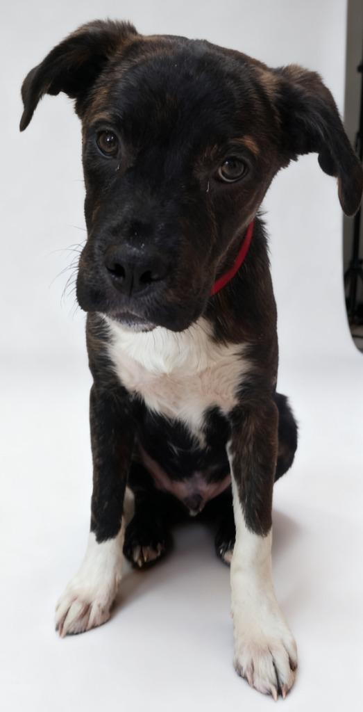 Enlarge Astro, a Adoptable mixed breed in Cottonwood, AZ image 1/1