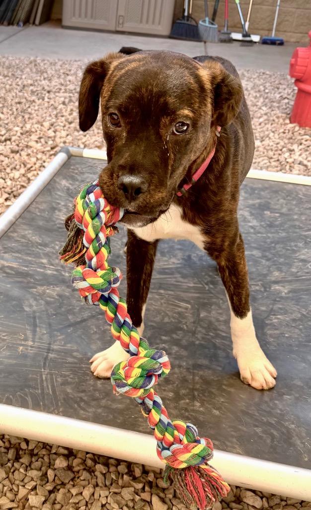 Astro, a Adoptable mixed breed in Cottonwood, AZ image 3/3